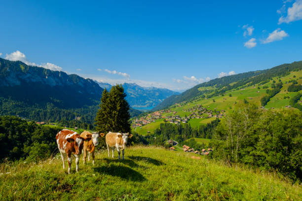 istock Small herd of cows graze in the Alpine meadow 1196239770