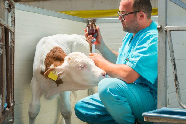 istock Happy veterinarian injection a calf 1196239787