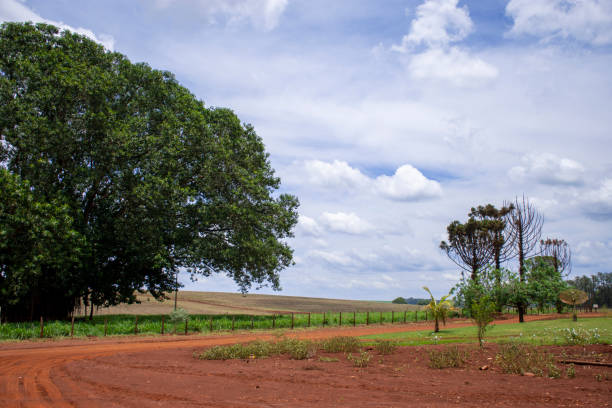 istock farm in Mato Grosso do Sul 1196240598