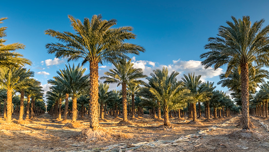 Plantation of date palms, agriculture industry in desert areas of the Middle East