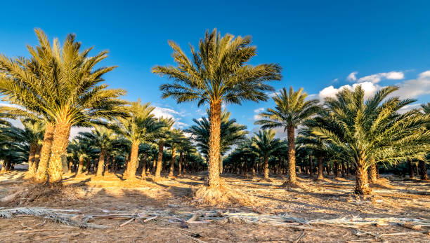 istock Plantation of date palms at dawn 1196240824