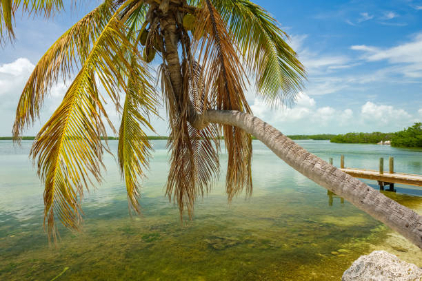 istock Florida Keys seascape 1196240831