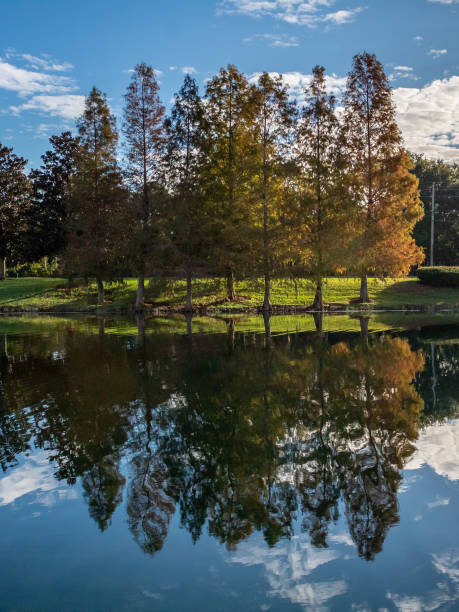 Orange Conifers Reflecting on a Lake, Florida