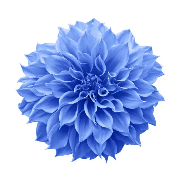 Photo of Blue Dahlia flower the tuberous garden plant isolated on white background with clipping path, blue Dahlia is a symbol of a new beginning and a new chapter.