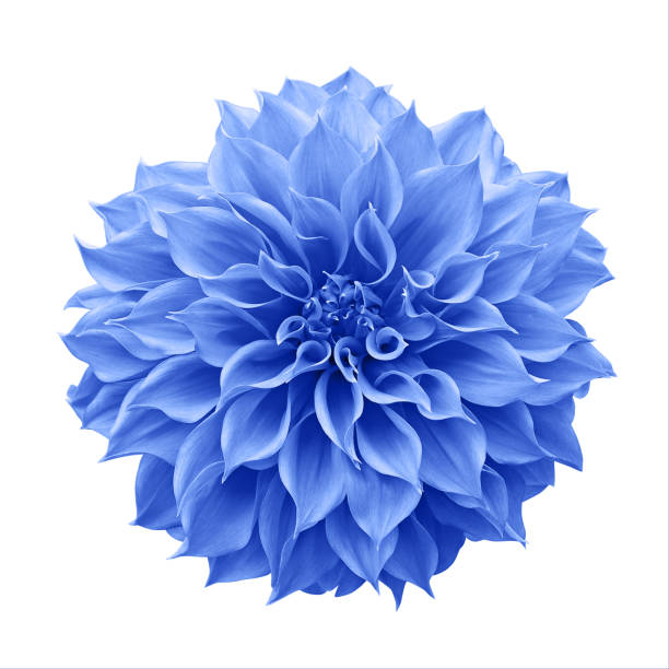 blue dahlia kwiat bulwiasty roślina ogrodowa izolowane na białym tle z przycinania ścieżki, niebieski dalia jest symbolem nowego początku i nowy rozdział. - chapter zdjęcia i obrazy z banku zdjęć