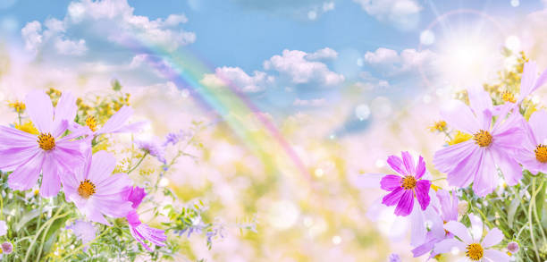 자연 배경에 야생화 - cosmos flower cut flowers daisy family blue 뉴스 사진 이미지