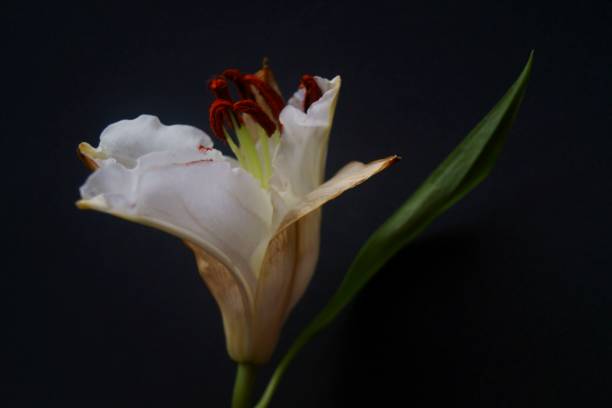 istock Background with white lily bud, Madonna lily, Lilium candidum 1196244028