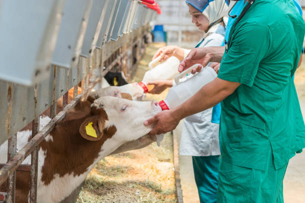 o fazendeiro com leite fresco no celeiro alimenta vitelas - calf newborn animal cattle farm - fotografias e filmes do acervo