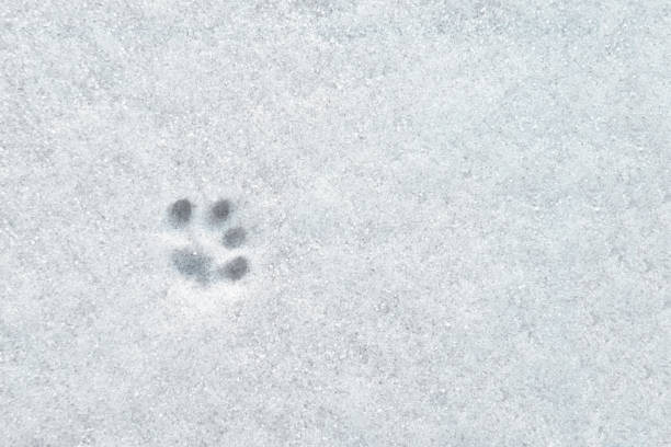istock cat's paw print on a first snow surface 1196245622