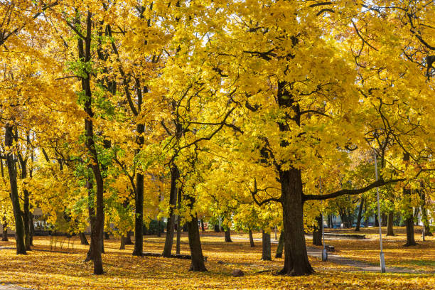 istock City park with yellow maple trees 1196245835