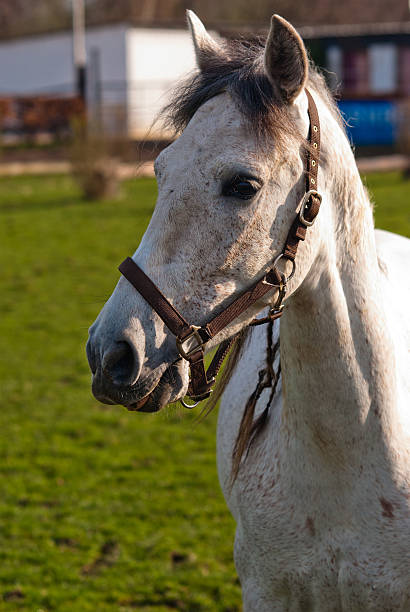 White horse stock photo