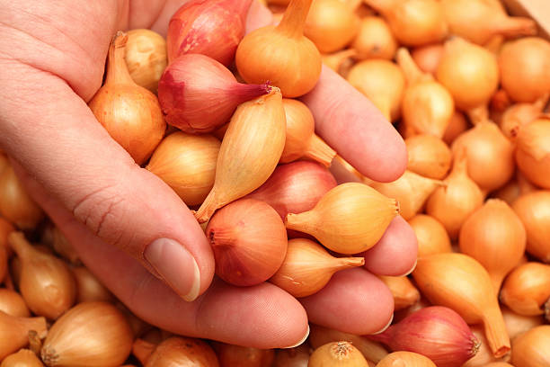 istock Seeding onion in human hand 119624669