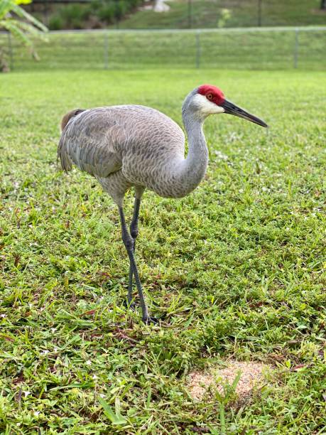 istock Sandhill crane on green grass 1196246737