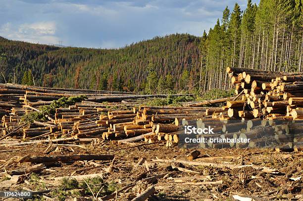 Klare Moderneanmeldung Einem Pinienwald Stockfoto und mehr Bilder von Colorado - Westliche Bundesstaaten der USA - Colorado - Westliche Bundesstaaten der USA, Forstwirtschaft, Abholzung