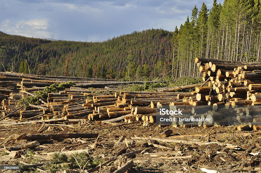 Clara de corte/login uma floresta de pinheiros - Foto de stock de Colorado royalty-free