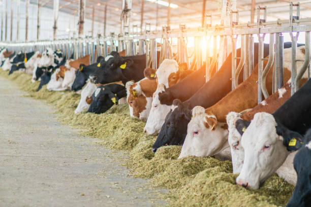 istock Dairy cows feeding in a free livestock stall 1196249150