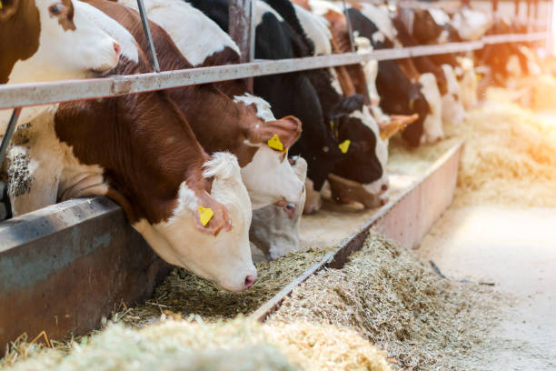 istock Dairy cows feeding in a free livestock stall 1196249284