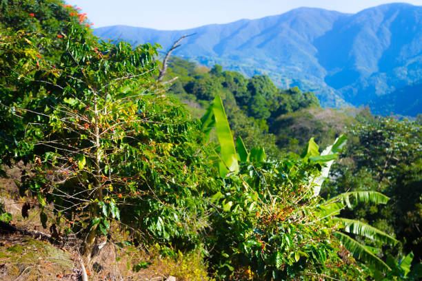 coffee bushes - tropical rainforest jamaica tropical climate rainforest imagens e fotografias de stock