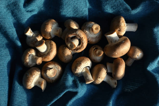 istock Brown Champignon Edible Mushrooms on Cloth 1196250028