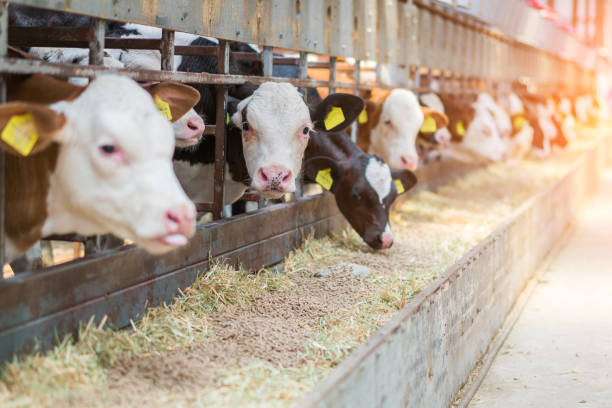 istock Dairy cows feeding in a free livestock stall 1196250123