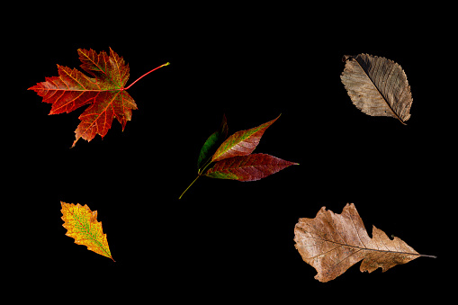Five autumn leaves shown on a black background.
