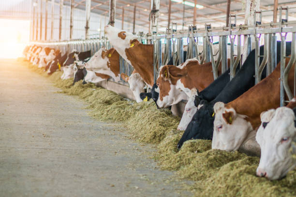 istock Dairy cows feeding in a free livestock stall 1196250830