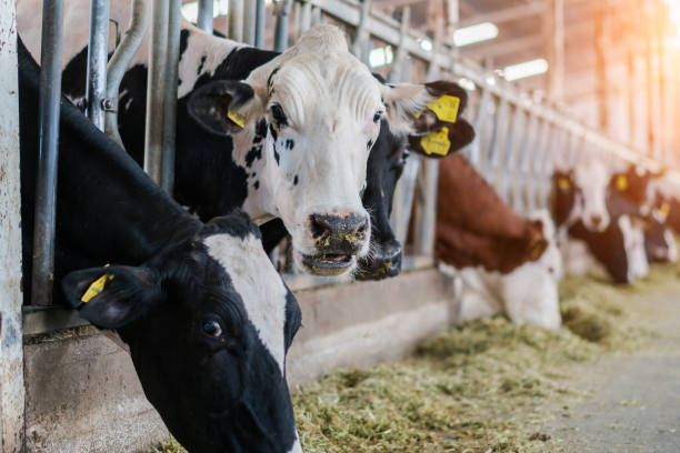 istock Dairy cows feeding in a free livestock stall 1196251028