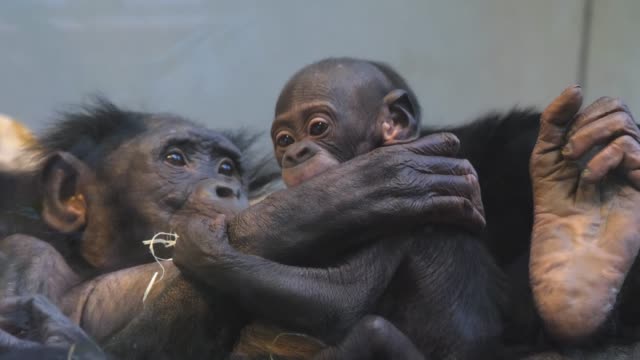 Close up of Bonobo family