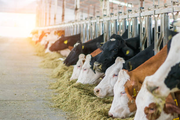 istock Dairy cows feeding in a free livestock stall 1196251822