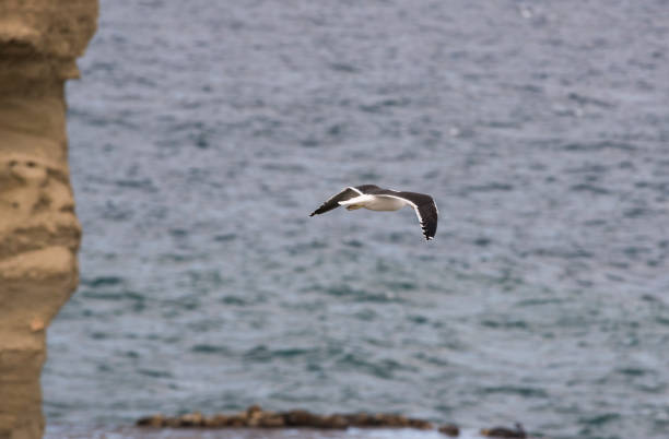 istock Seagull on the Atlantic Coast. South America. 1196253031