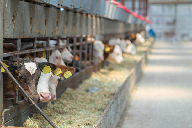 istock Dairy cows feeding in a free livestock stall 1196253049