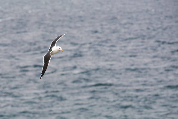 istock Seagull on the Atlantic Coast. South America. 1196253056
