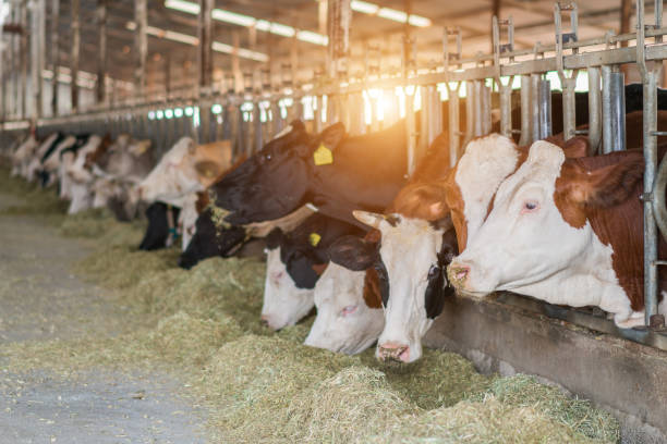 istock Dairy cows feeding in a free livestock stall 1196253170