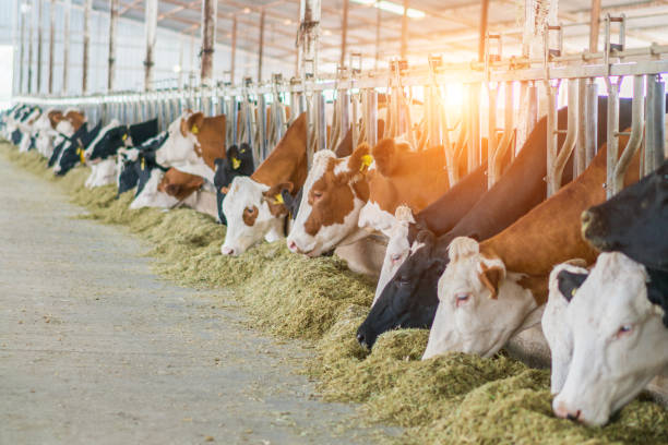 istock Dairy cows feeding in a free livestock stall 1196254456