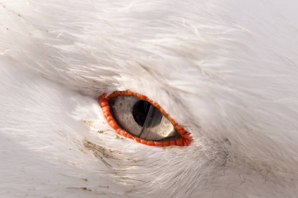 istock Seagull on the Atlantic Coast. South America. 1196254575