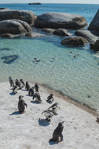Juvenile and adult African penguins relaxing on rocks and swimming in the ocean at the iconic Boulders Beach penguin colony in Cape Town, South Africa. African penguins are endangered and the only penguin species endemic to the African continent. They are often referred to as Jackass penguins due to the donkey-like bray noises they make when vocalising.