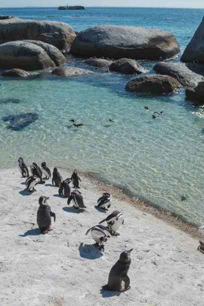 African penguins in their natural habitat at Boulders Beach, Cape Town Juvenile and adult African penguins relaxing on rocks and swimming in the ocean at the iconic Boulders Beach penguin colony in Cape Town, South Africa. African penguins are endangered and the only penguin species endemic to the African continent. They are often referred to as Jackass penguins due to the donkey-like bray noises they make when vocalising. boulder beach western cape province photos stock pictures, royalty-free photos & images