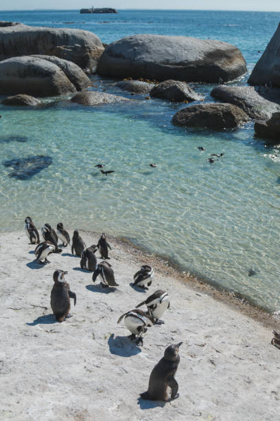 pinguins africanos em seu habitat natural na praia dos pedregulhos, cape town - cape town jackass penguin africa animal - fotografias e filmes do acervo