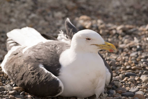 istock Seagull on the Atlantic Coast. South America. 1196254601