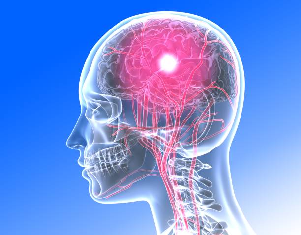 istock 3D illustration transparent human head with internal organs and activity in the brain - Ilustración. 1196254666