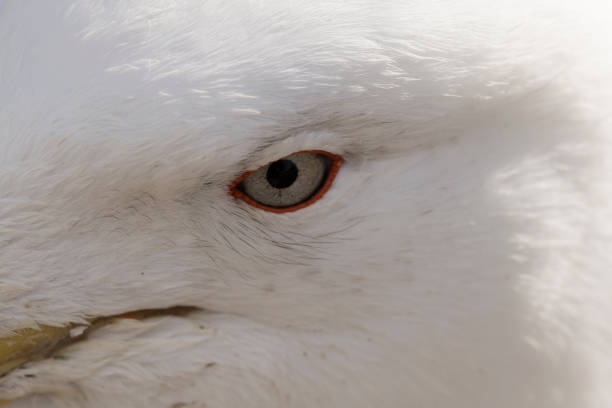 istock Seagull on the Atlantic Coast. South America. 1196255235