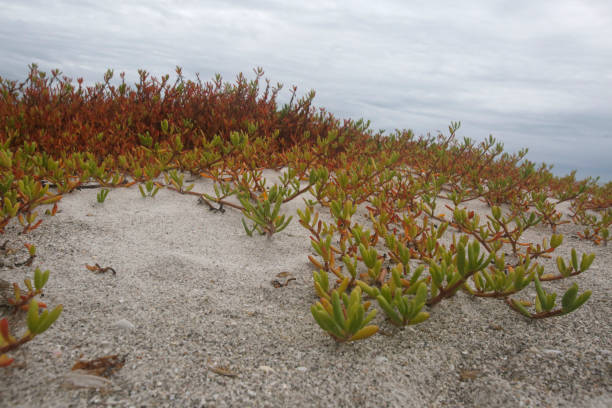 istock Inkberry plant growing on Florida beach 1196255240