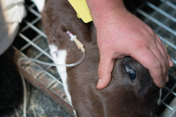 tratamento da vitela no médico veterinário - calf newborn animal cattle farm - fotografias e filmes do acervo