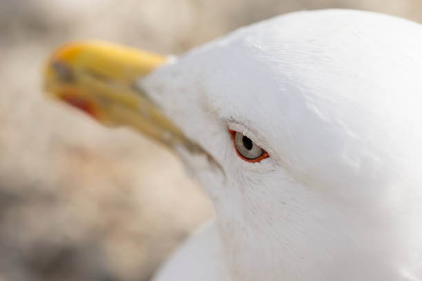 istock Seagull on the Atlantic Coast. South America. 1196255325