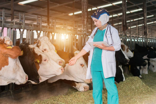 istock Vet Women Checking Cows Into to Barn 1196255515
