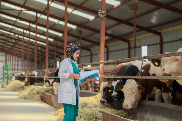 istock Vet Women Checking Cows Into to Barn 1196256099