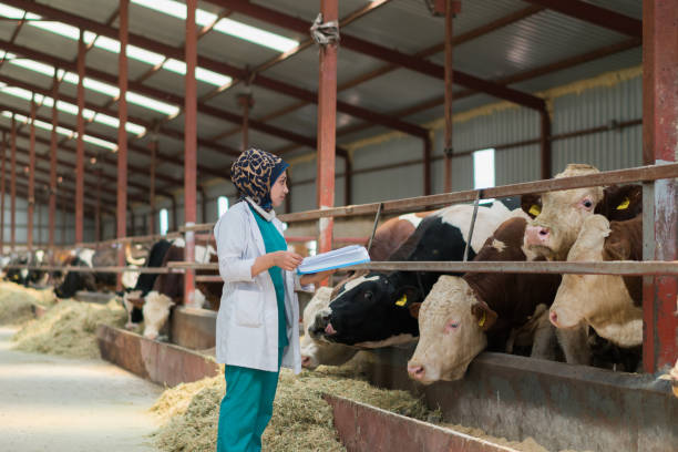 istock Vet Women Checking Cows Into to Barn 1196256316