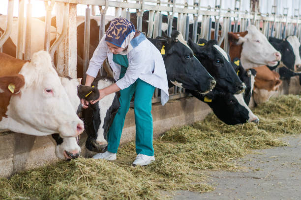 istock Vet Women Checking Cows Into to Barn 1196256428