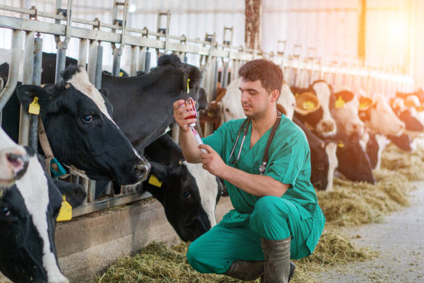 Artificial Insemination Cattle Stock Photos, Pictures & Royalty-Free Images  - iStock