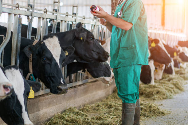 istock Vet Injection for cow 1196258178